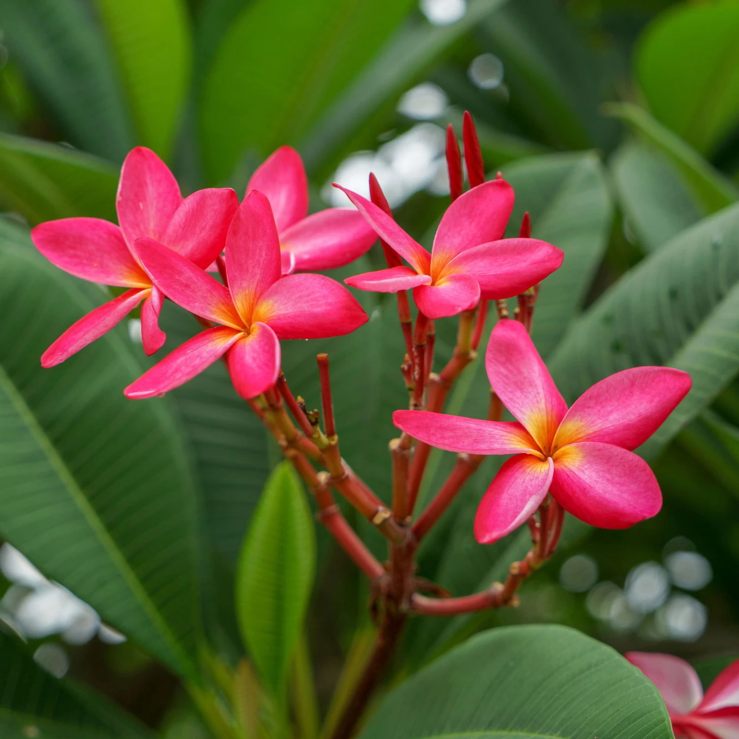Frangipani, Rosarot, Topf-Ø 22/26 Cm