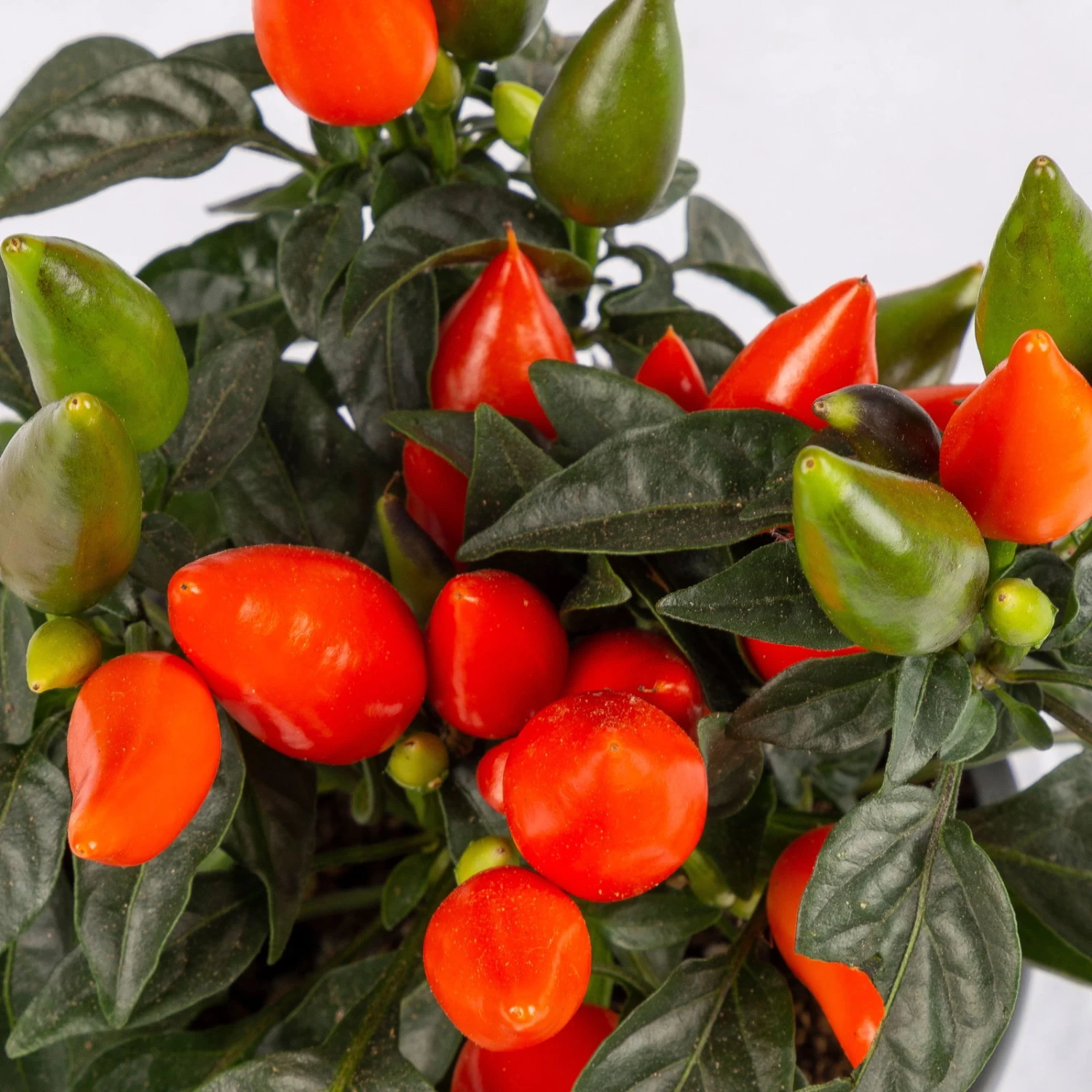 Capsicum 'Salsa Dark Orange', Topf-Ø 10,5, 6er-Set – Bild 2