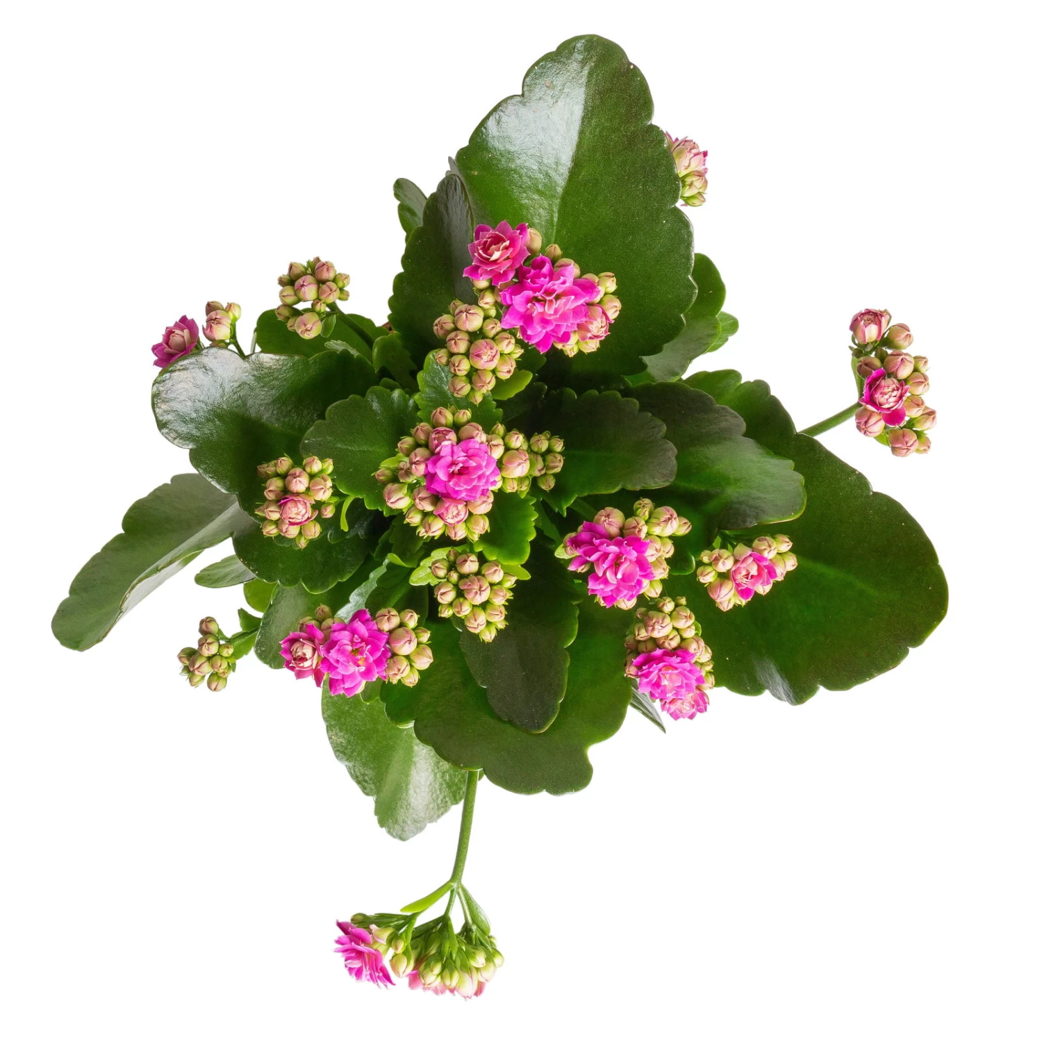 Kalanchoe 'Calandiva'®, Gelb&violett, Topf-Ø 12 Cm, Höhe Ca. 20-30 Cm, 6er-Set – Bild 4