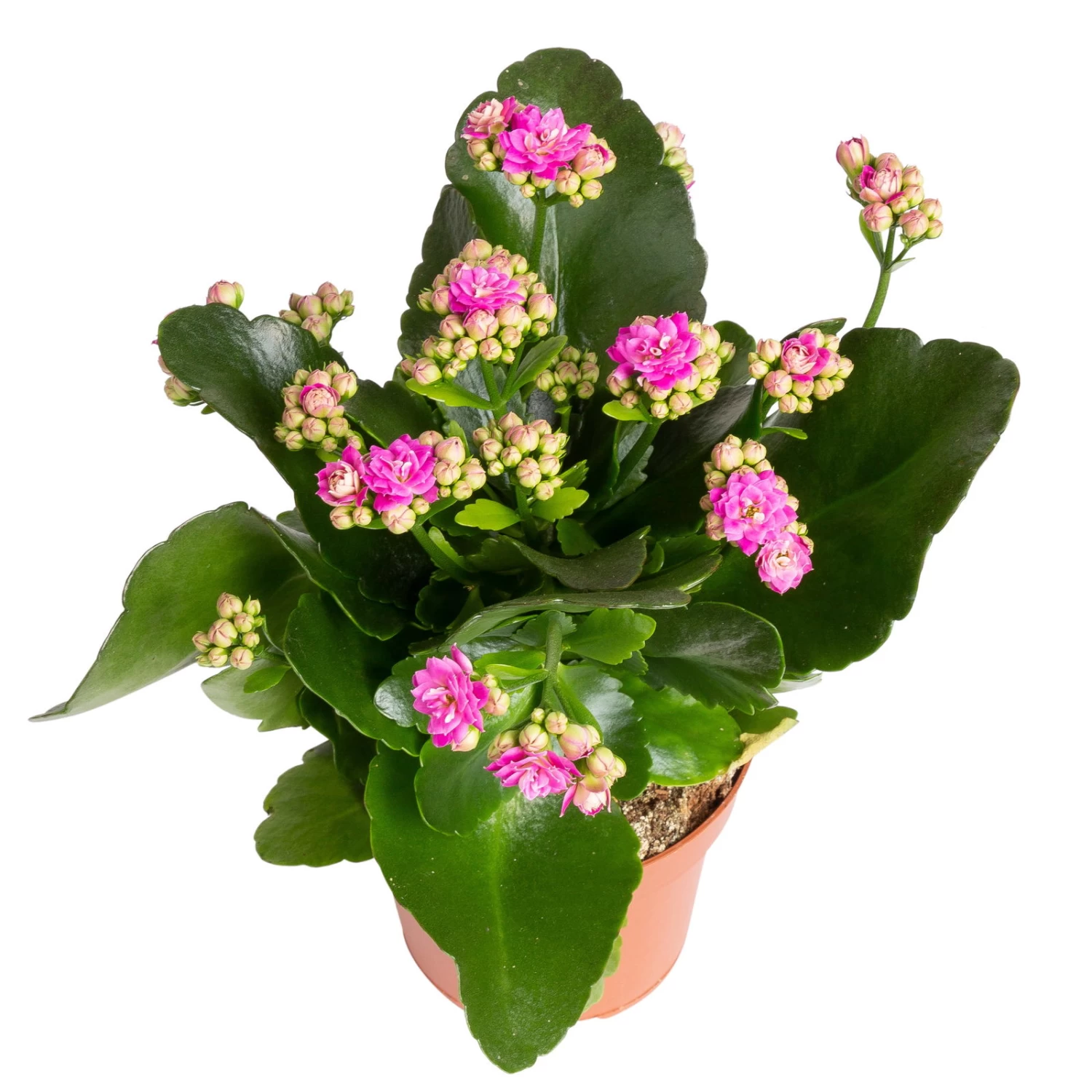 Kalanchoe 'Calandiva'®, Gelb&violett, Topf-Ø 12 Cm, Höhe Ca. 20-30 Cm, 6er-Set – Bild 5
