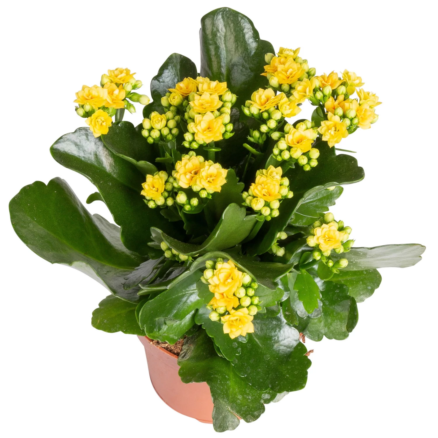 Kalanchoe 'Calandiva'®, Gelb&violett, Topf-Ø 12 Cm, Höhe Ca. 20-30 Cm, 6er-Set – Bild 3
