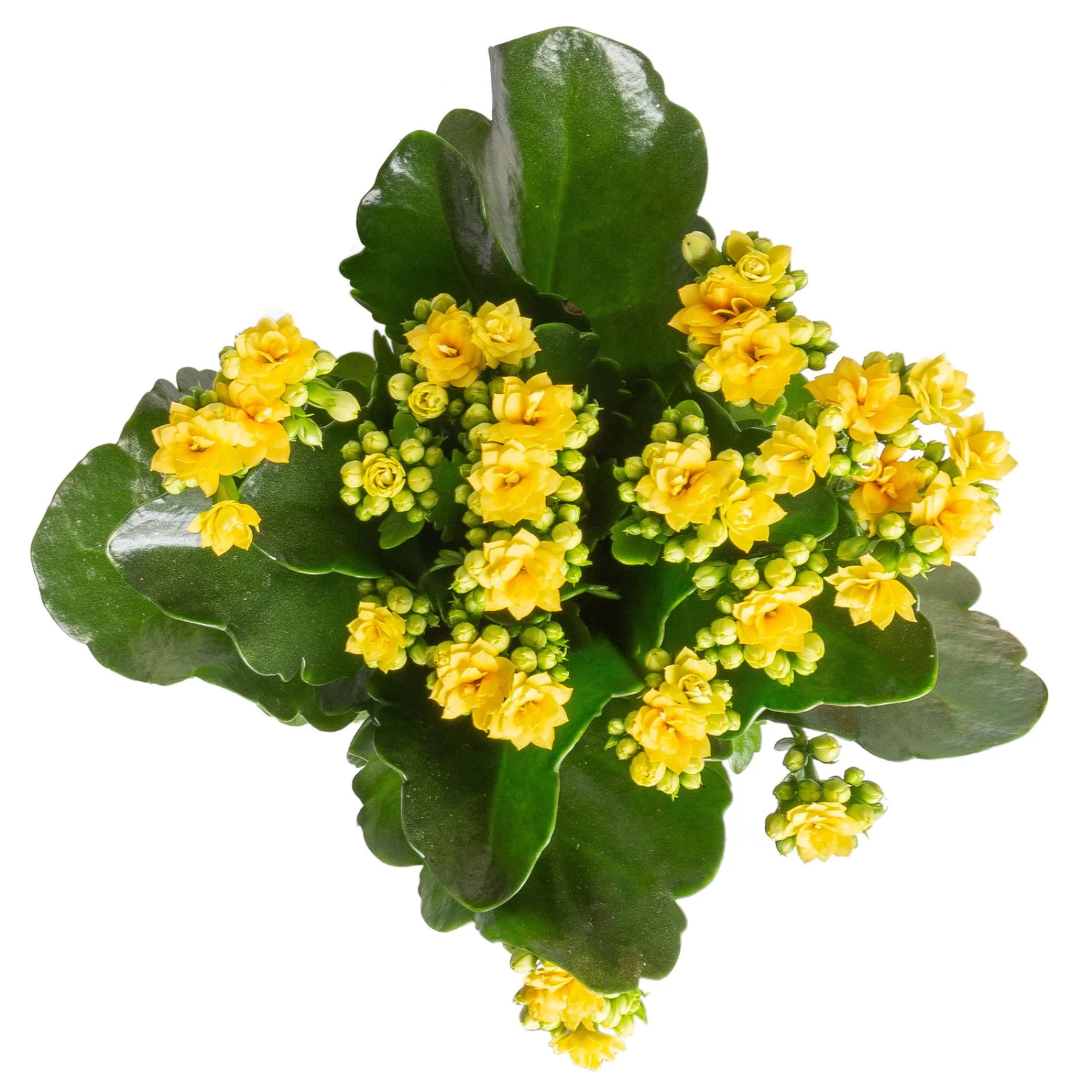 Kalanchoe 'Calandiva'®, Gelb&violett, Topf-Ø 12 Cm, Höhe Ca. 20-30 Cm, 6er-Set – Bild 2