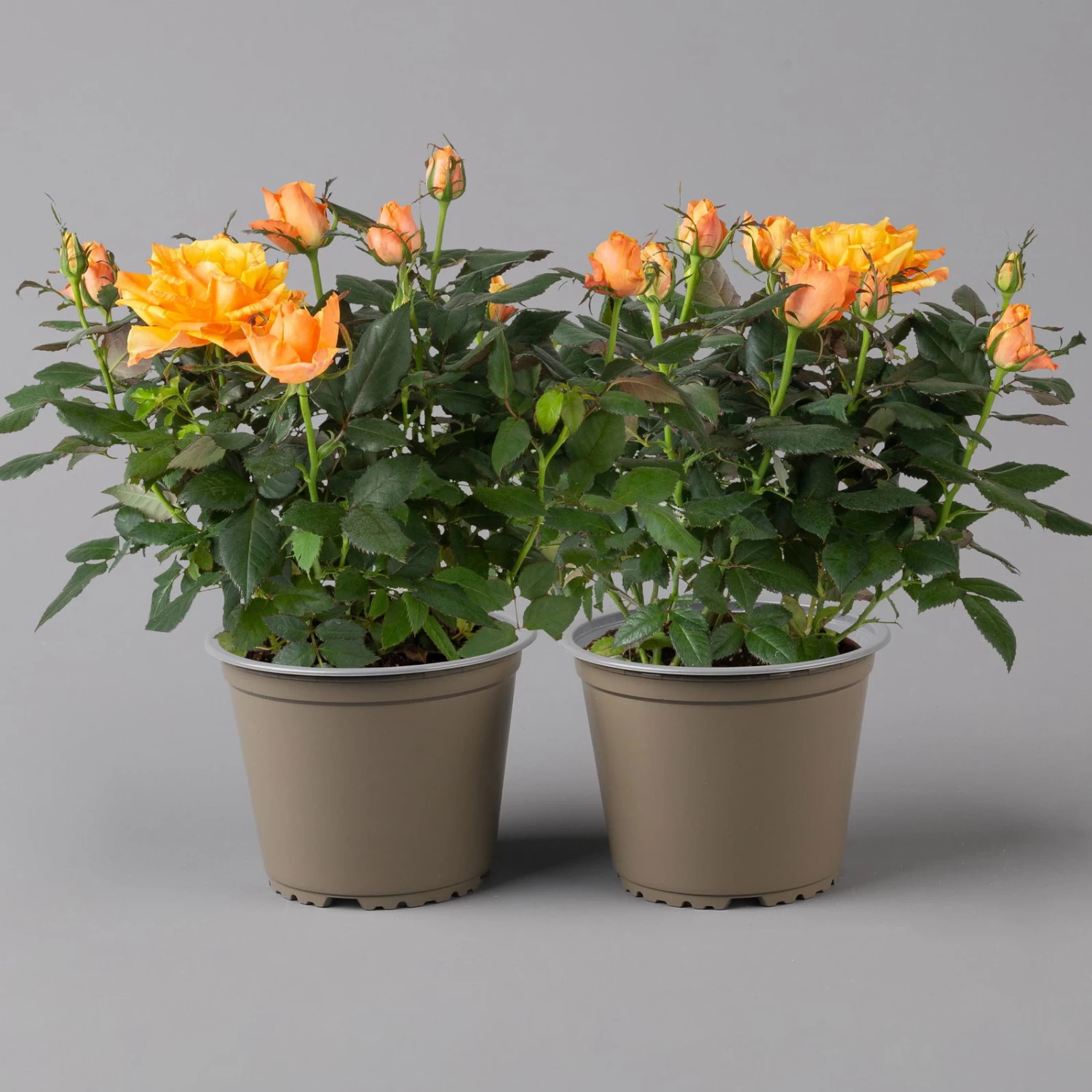 Rose Orange, Topf-Ø 14 Cm, 2er-Set