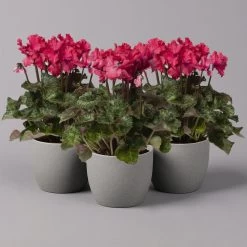 Alpenveilchen, Rot, Gefranst, Topf-Ø 10,5 Cm, Höhe Ca. 23 Cm, 6er-Set