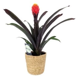 Guzmania 'Tala', Orange&gelb, Topf-Ø 12 Cm, Mit Korb Maki, Höhe Ca. 45 Cm