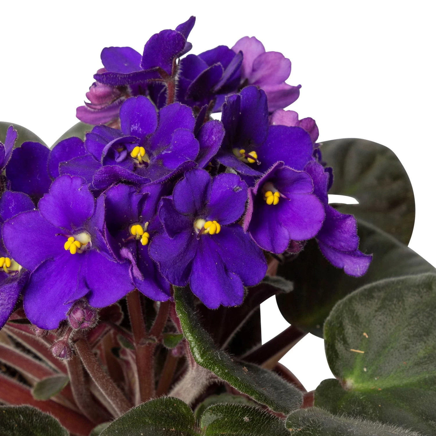 Usambaraveilchen, Dunkelblau, Topf-Ø 12 Cm, 6er-Set – Bild 4