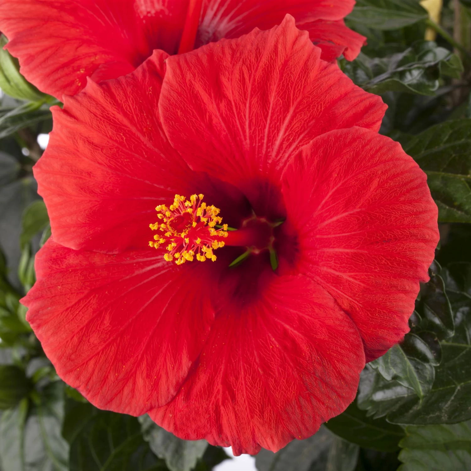 Hibiskus, Rot, Topf-Ø 13 Cm, Höhe Ca. 35 Cm, 2er-Set – Bild 5