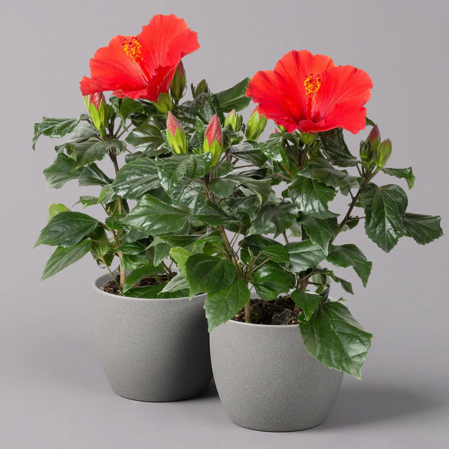 Hibiskus, Rot, Topf-Ø 13 Cm, Höhe Ca. 35 Cm, 2er-Set