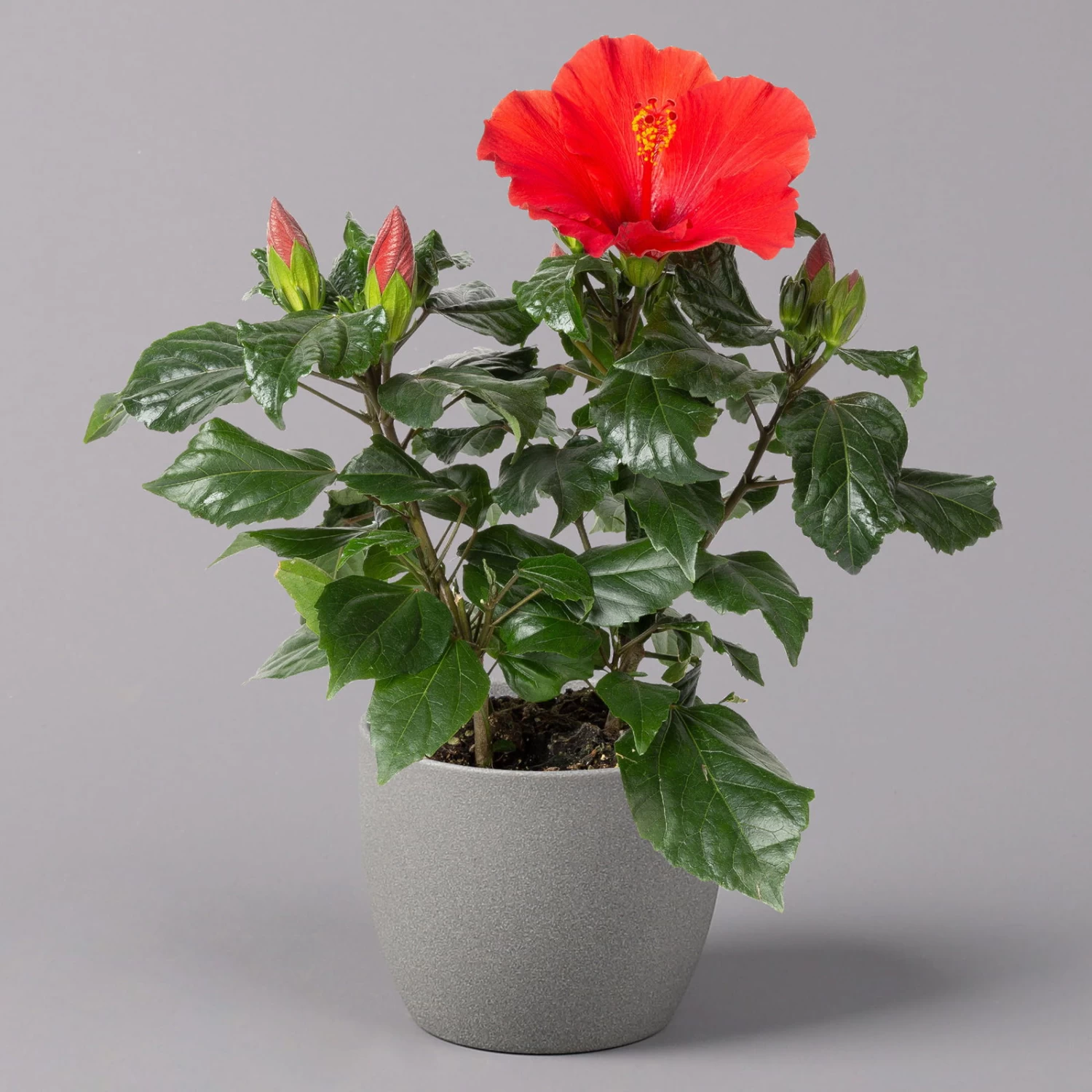 Hibiskus, Rot, Topf-Ø 13 Cm, Höhe Ca. 35 Cm, 2er-Set – Bild 2