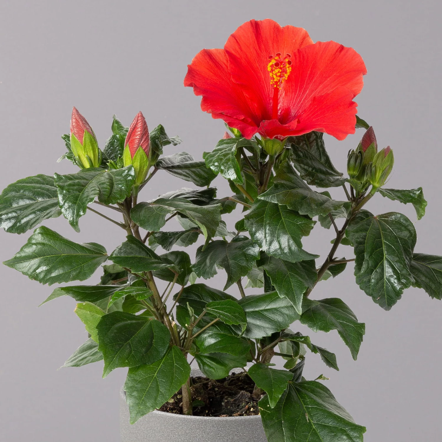 Hibiskus, Rot, Topf-Ø 13 Cm, Höhe Ca. 35 Cm, 2er-Set – Bild 3