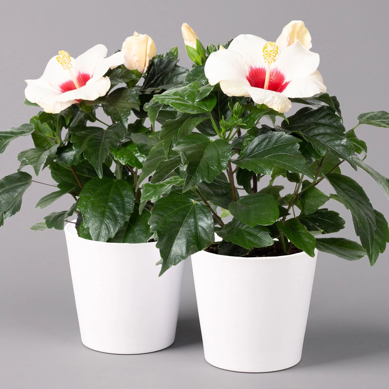 Hibiskus, Weiß, Mit Keramiktopf Dallas Weiß, Topf-Ø 13 Cm, 2er-Set
