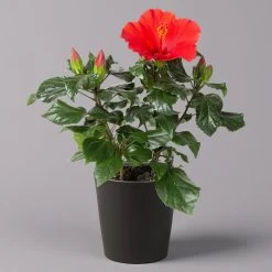 Hibiskus, Rot, Mit Keramiktopf Dallas Anthrazit, Topf-Ø 13 Cm, Höhe 35 Cm