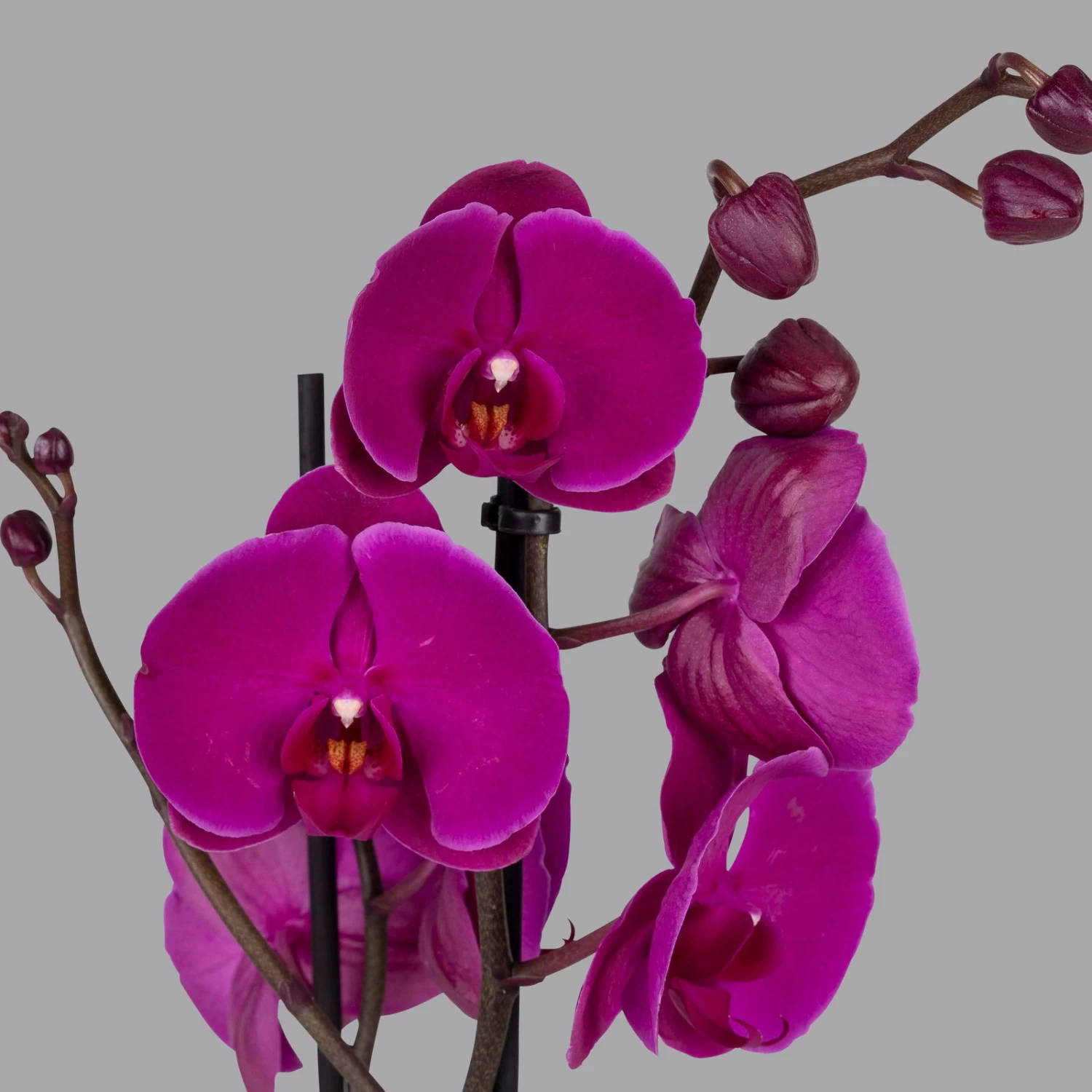 Phalaenopsis Lila, 2 Rispen, Topf-Ø 12 Cm, Höhe Ca. 60 Cm – Bild 2