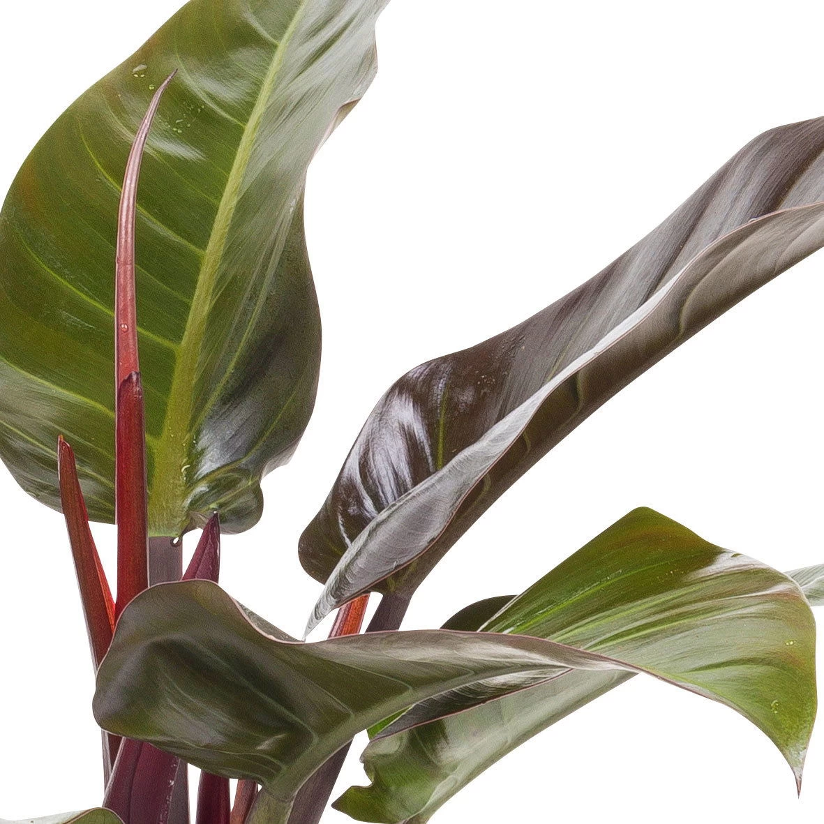 Philodendron 'Imperial Red', Topf-Ø 24 Cm, Höhe Ca. 70 Cm – Bild 2