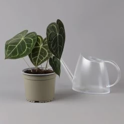 Anthurium Clarinervium, Topf-Ø 15 Cm, Höhe Ca. 40 Cm