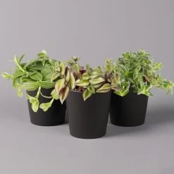 Dreimasterblume In Keramiktopf Anthrazit, N. Verfügbarkeit, Topf-Ø 12cm, 3er-Set