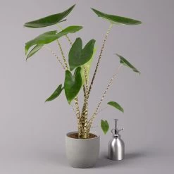 Alocasia 'Zebrina', Topf-Ø 14 Cm, Höhe Ca. 45 Cm