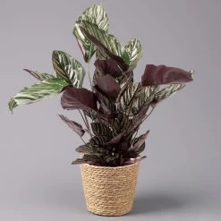 Calathea Ornata Mit Dekokorb Osaka, Topf-Ø 19 Cm, Höhe Ca. 65-85 Cm