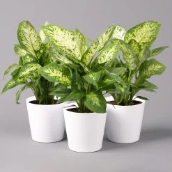 Dieffenbachie 'Compacta' Mit Keramiktopf Dallas Weiß, Topf-Ø12cm, 3er-Set