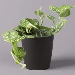 Gefleckte Efeutute 'Argyraeus, Inkl. Keramitopf Dallas Anthrazit, Topf 12 Cm Ø