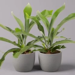 Geweihfarn, Topf-Ø 12 Cm, Höhe Ca. 30 Cm, 2er-Set