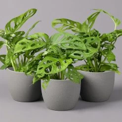 Monstera Adansonii, Topf-Ø 12 Cm, Höhe Ca. 25 Cm, 3er-Set
