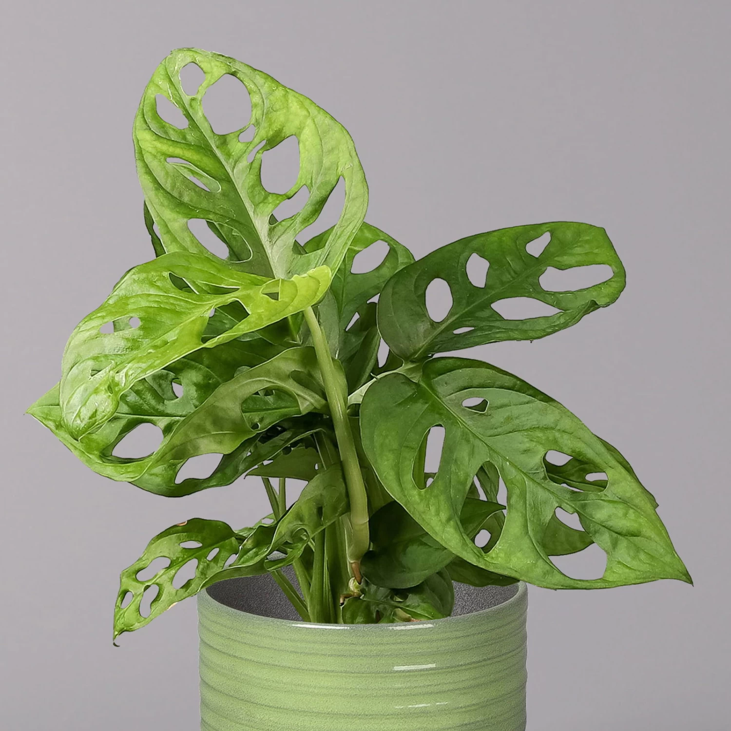 Monstera Adansonii In Keramiktopf Bergamo Grün, Topf-Ø 12 Cm, Höhe Ca. 25 Cm – Bild 2