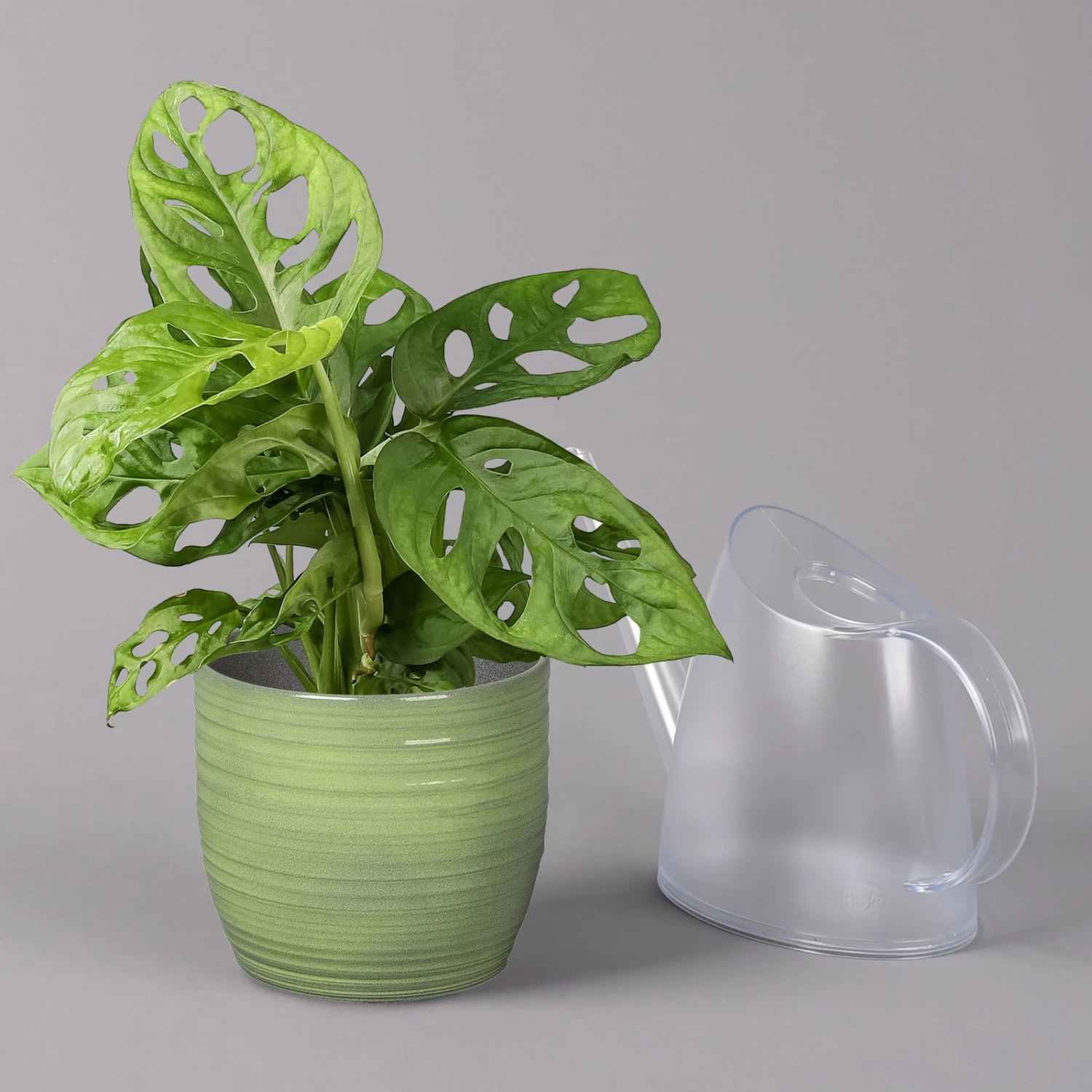 Monstera Adansonii In Keramiktopf Bergamo Grün, Topf-Ø 12 Cm, Höhe Ca. 25 Cm – Bild 3