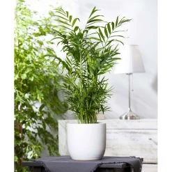 Bergpalme, Topf-Ø 19 Cm, Höhe Ca. 65 Cm