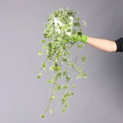 Weißbunter Efeu, Topf-Ø 12/13 Cm, 3er-Set