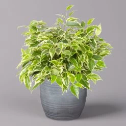 Birkenfeige 'Kinky' In Keramiktopf Bergamo Grau, Topf-Ø 12 Cm, Höhe Ca. 26 Cm