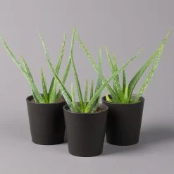 Aloe Vera Mit Keramiktopf Anthrazit, Topf-Ø 12 Cm, Höhe Ca. 20-35 Cm, 3er-Set