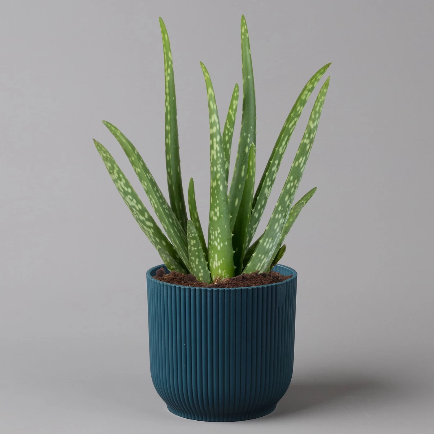Aloe Vera In Übertopf Vibes Blau, Topf-Ø 12 Cm, Höhe Ca. 35 Cm, 2er-Set – Bild 4
