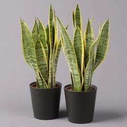 Bogenhanf In Keramiktopf Dallas Anthrazit, Topf-Ø 12 Cm, 2er-Set