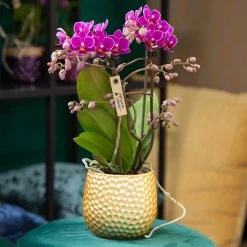 Phalaenopsis, Lilatöne, 2 Rispen, Topf-Ø 9 Cm, Höhe Ca. 30 Cm