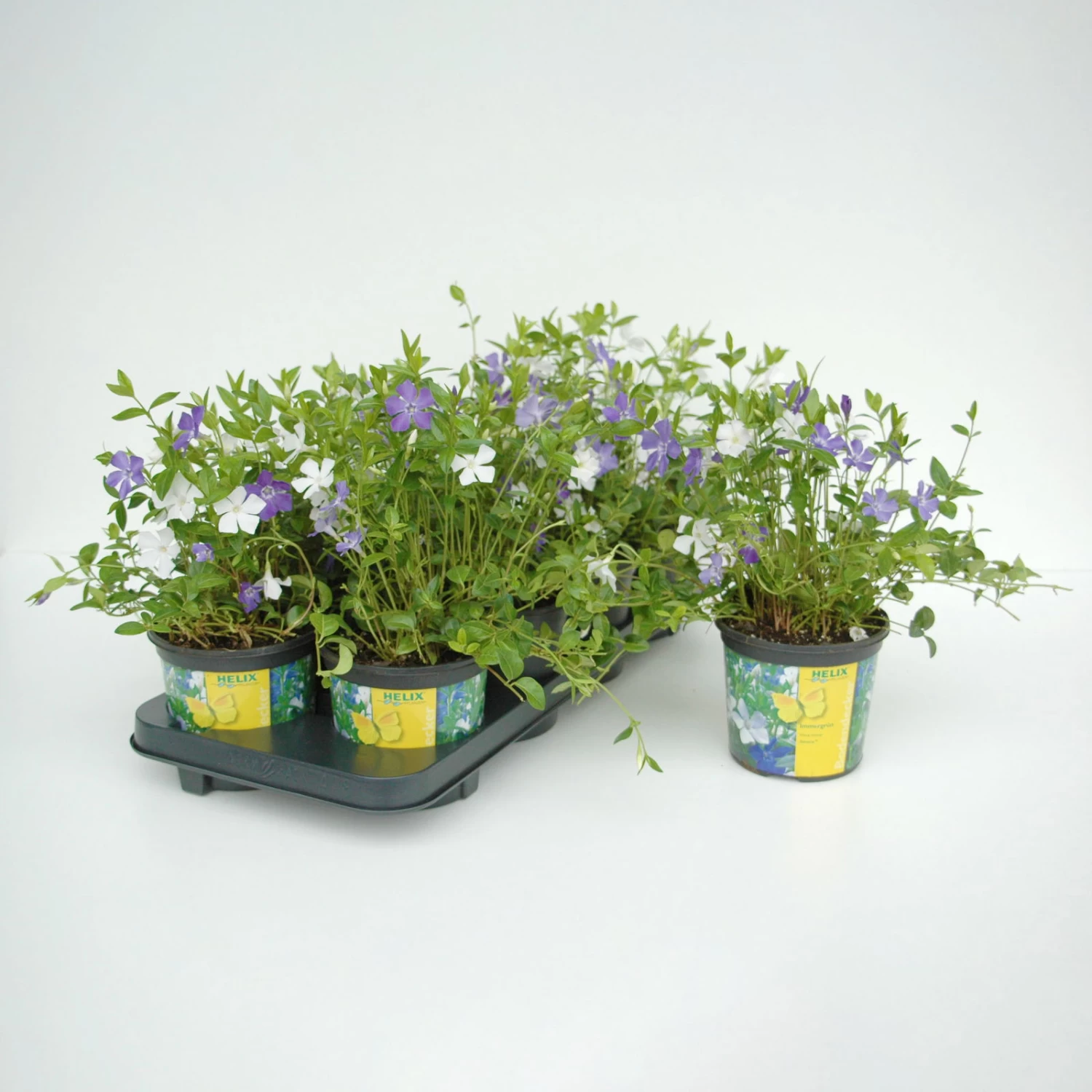 Vinca Minor Bavaria® (Immergrün-Duo Blau/weiß), 6er-Set, Topf 13 Cm Ø – Bild 5