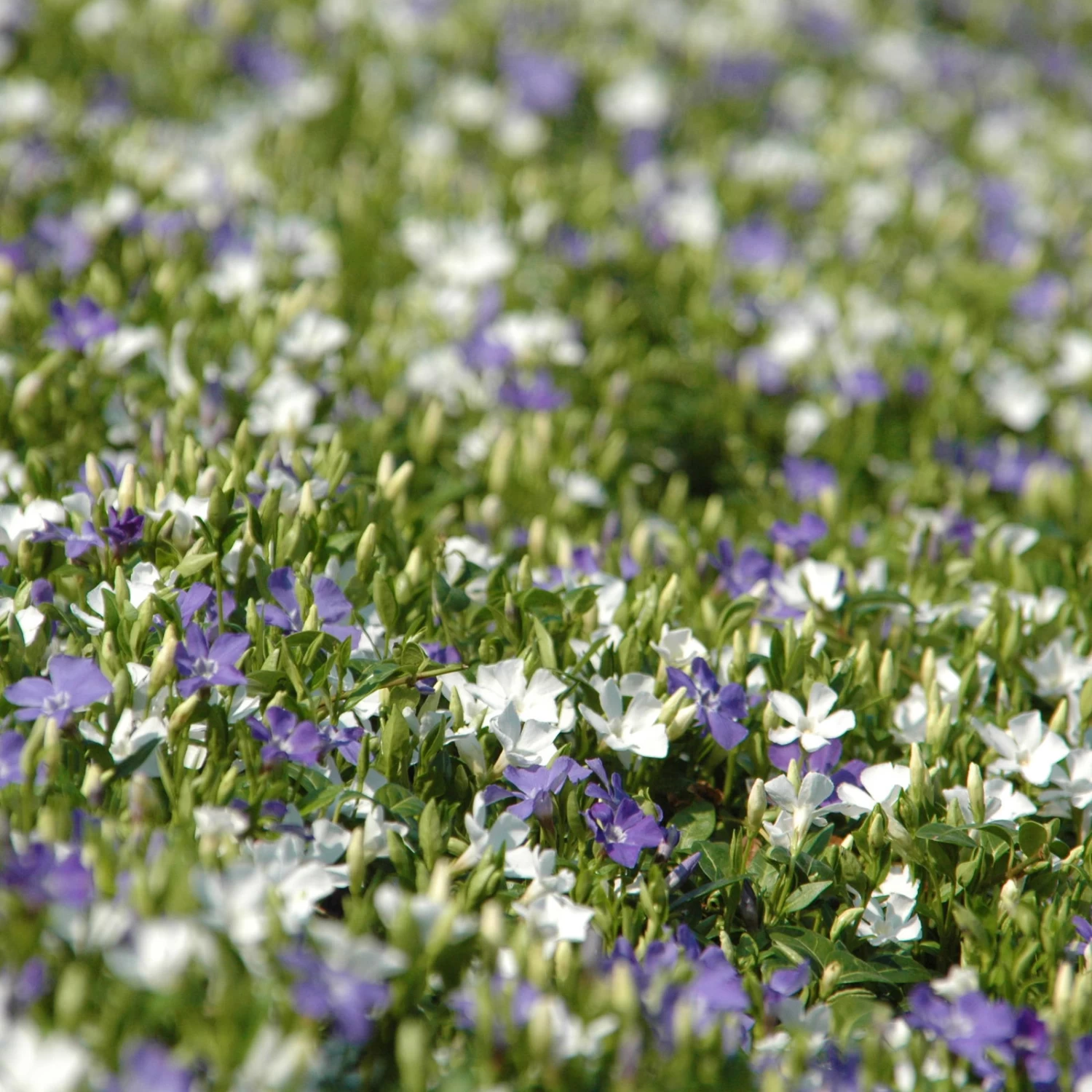 Vinca Minor Bavaria® (Immergrün-Duo Blau/weiß), 6er-Set, Topf 13 Cm Ø – Bild 3