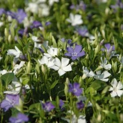 Vinca Minor Bavaria® (Immergrün-Duo Blau/weiß), 6er-Set, Topf 13 Cm Ø
