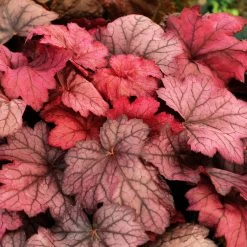 Purpurglöckchen 'Georgia Plum' Violett, Topf-Ø 12 Cm, 3er-Set