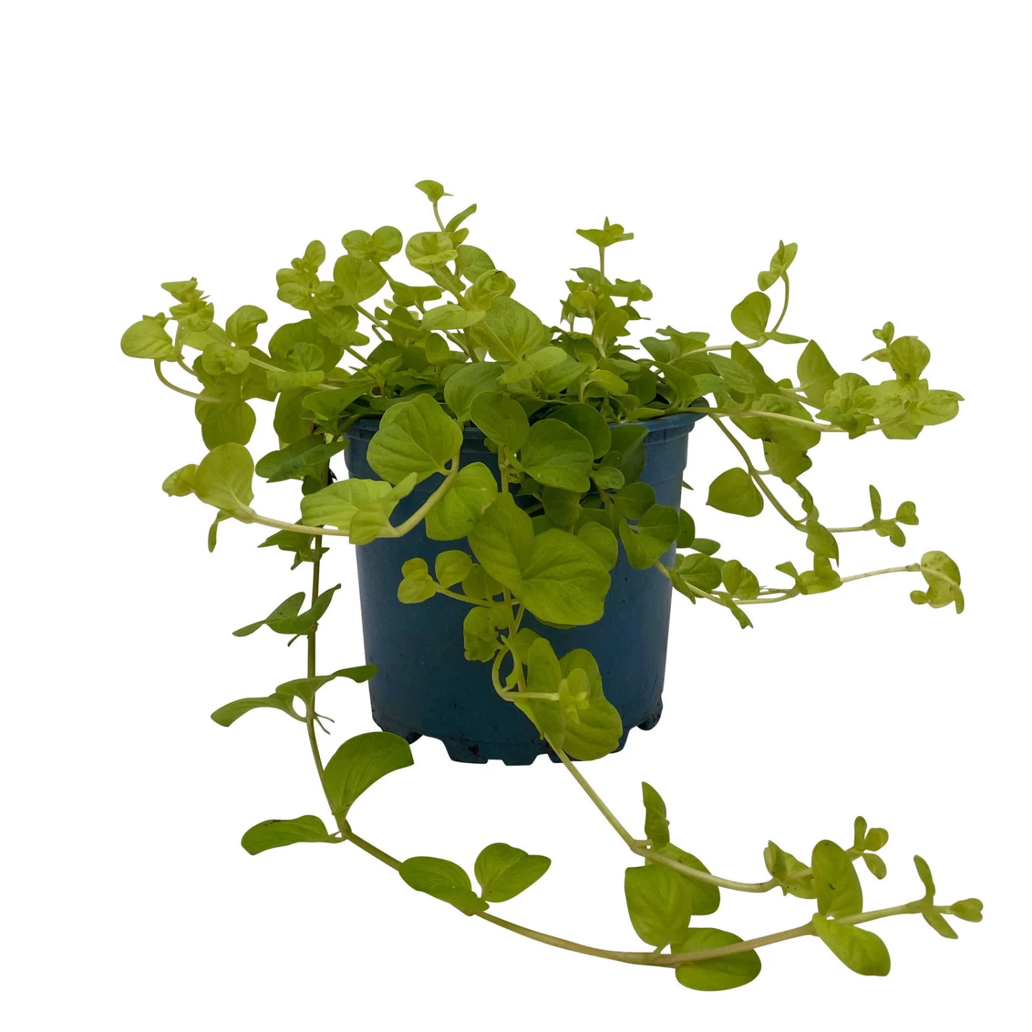 Pfennigkraut 'Goldilocks' Gelb, Topf-Ø 12 Cm, 3er-Set – Bild 3