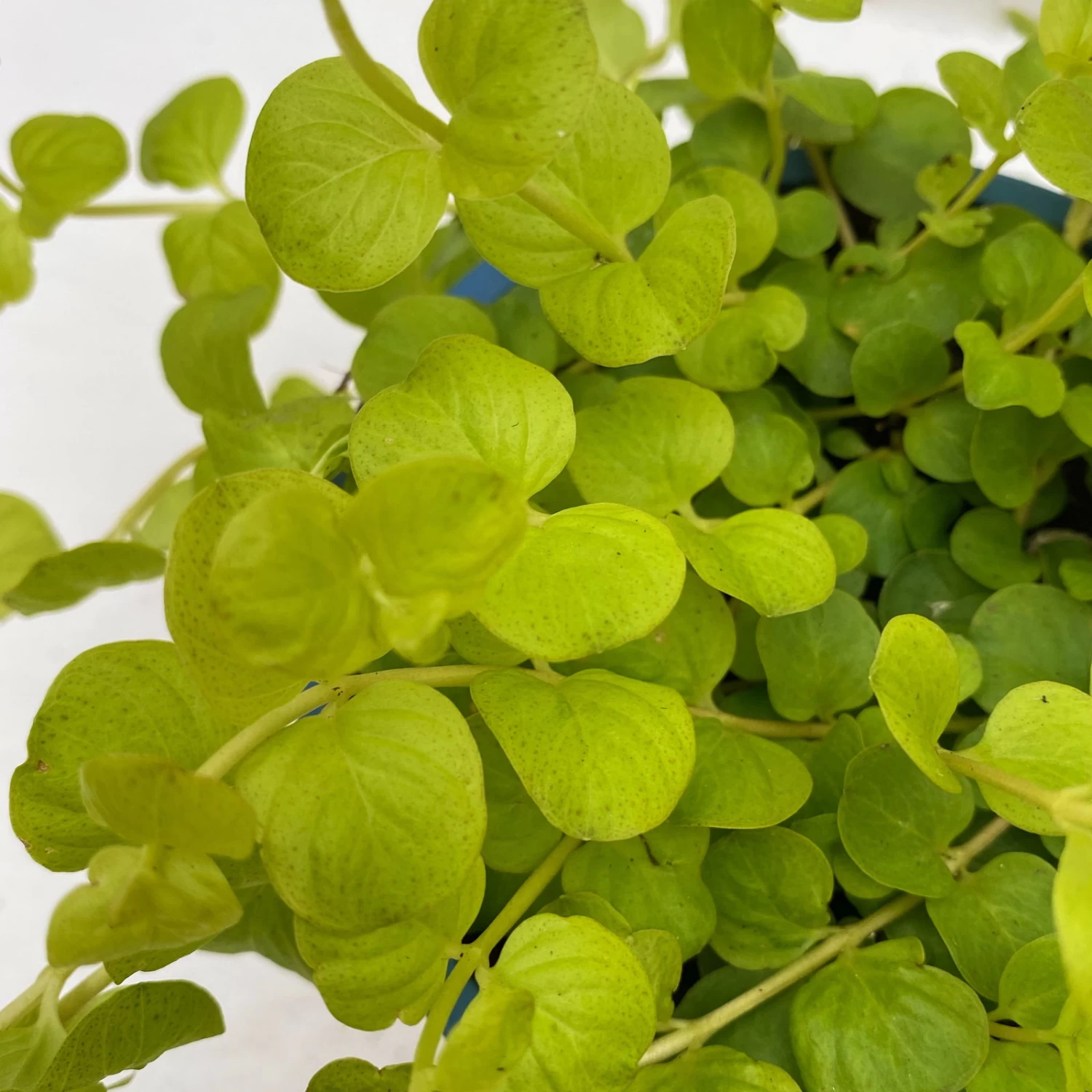 Pfennigkraut 'Goldilocks' Gelb, Topf-Ø 12 Cm, 3er-Set – Bild 2