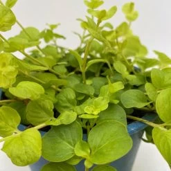 Pfennigkraut 'Goldilocks' Gelb, Topf-Ø 12 Cm, 3er-Set