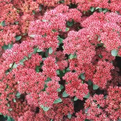 Garten-Fetthenne 'Herbstfreude' Rosa, Topf-Ø 11 Cm, 3er-Set