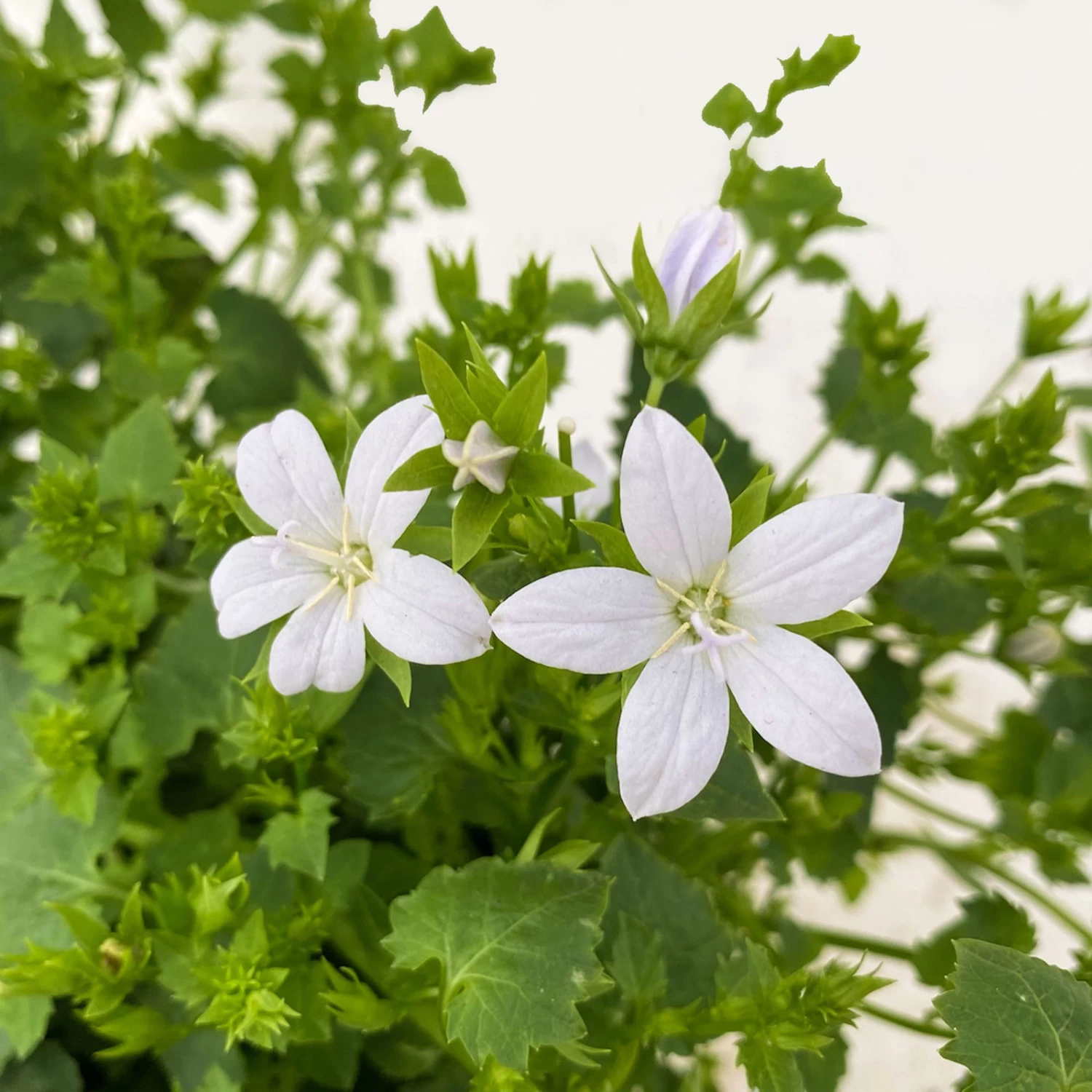 Polster-Glockenblume 'Adansa® White' Weiß, Topf-Ø 15 Cm, 3er-Set – Bild 5