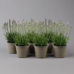 Lavendel Rosa, Topf-Ø 13 Cm, 6er-Set