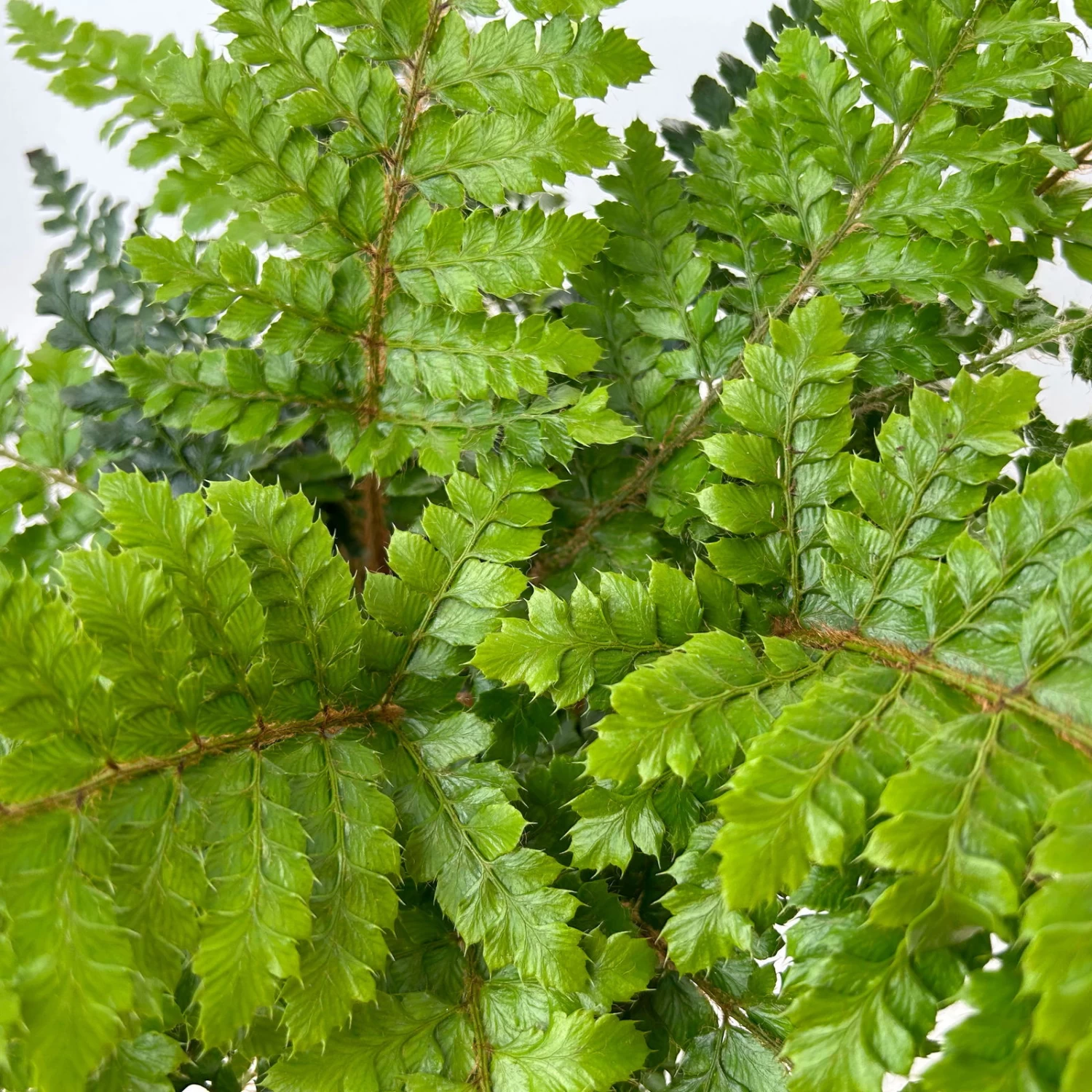 Japanischer Schildfarn, Topf-Ø 17 Cm, 2er-Set – Bild 4