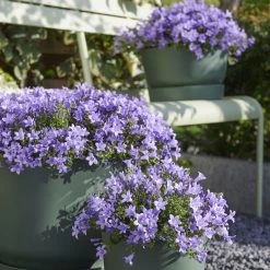 Glockenblume 'Ambella® Lavender' Hellviolett, Topf-Ø 15 Cm, 3er-Set
