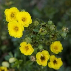 Fingerstrauch 'Citrus Tart®', Gelb, Höhe 20-25 Cm, Topf 5 Liter