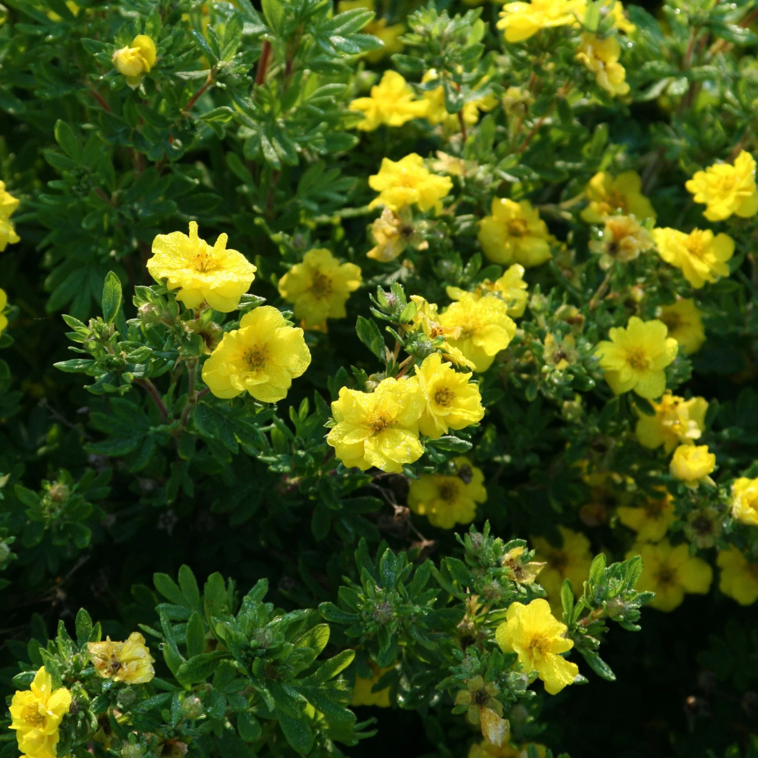 Fingerstrauch 'Citrus Tart®', Gelb, Höhe 20-25 Cm, Topf 5 Liter – Bild 2