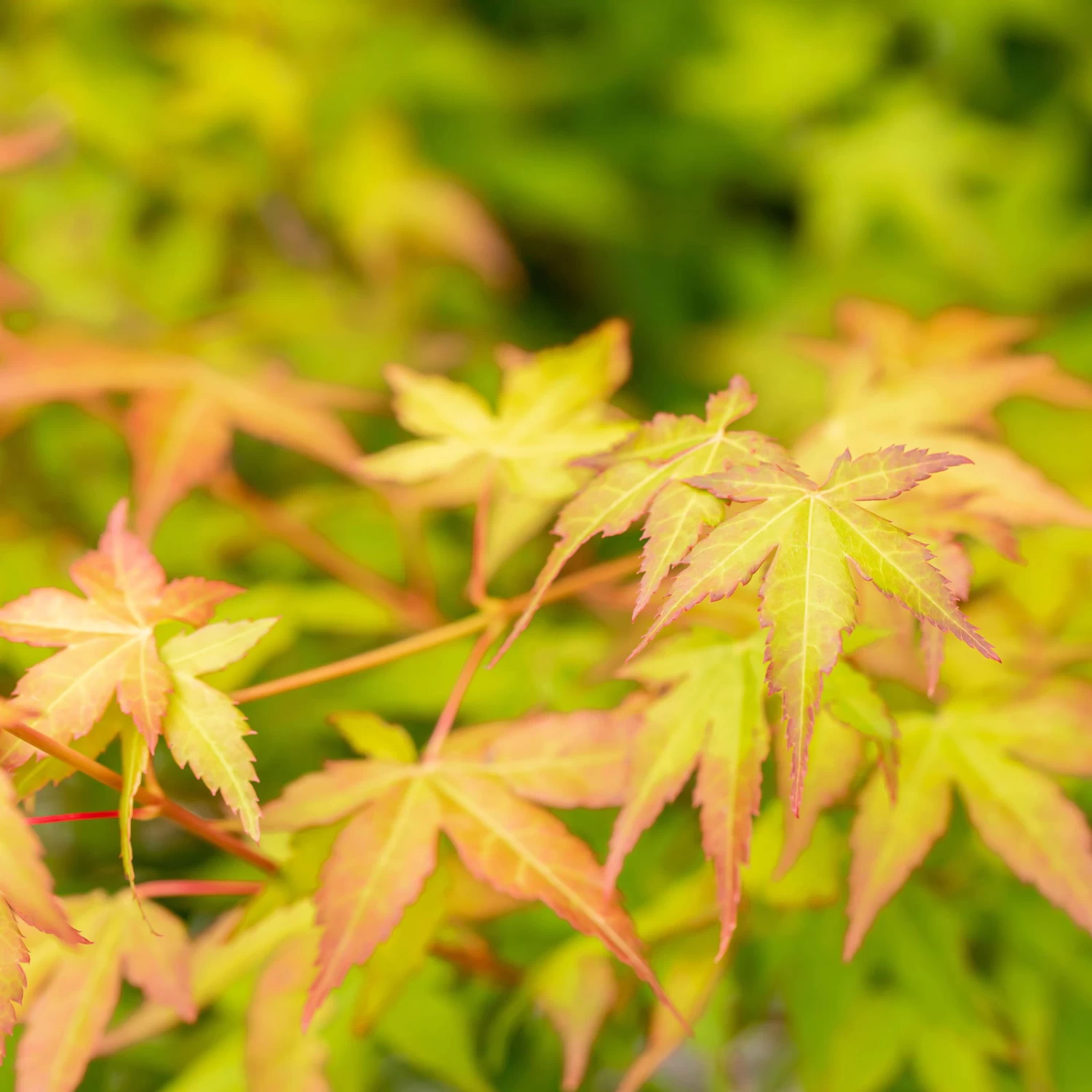 Japanischer Fächerahorn 'Bi Hoo', Höhe 80-100 Cm, Topf 10 Liter – Bild 2
